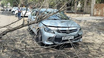 Nashik Heavy rain accompanied by gale force winds for the third consecutive day uprooted trees in many areas