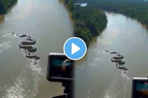 Shocking video Amazon Anaconda Huge Snake Slithers Through Stream Is The Video Real Or Fake