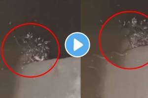 Shocking video maharajganj more than 70 snakes in toilet tank people got scared after seeing them