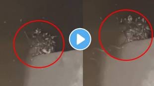 Shocking video maharajganj more than 70 snakes in toilet tank people got scared after seeing them