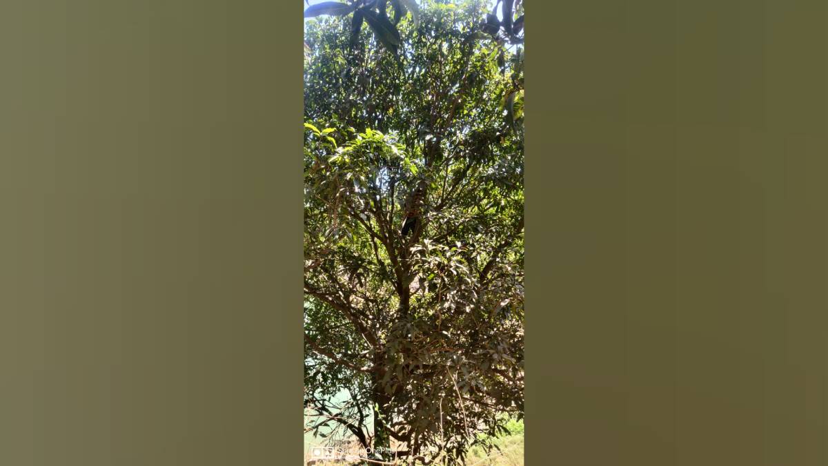 Unseasonal rains delayed Uttan mango season causing 50 percent yield loss and financial damage
