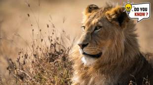 This bird can kill a lion with its kick