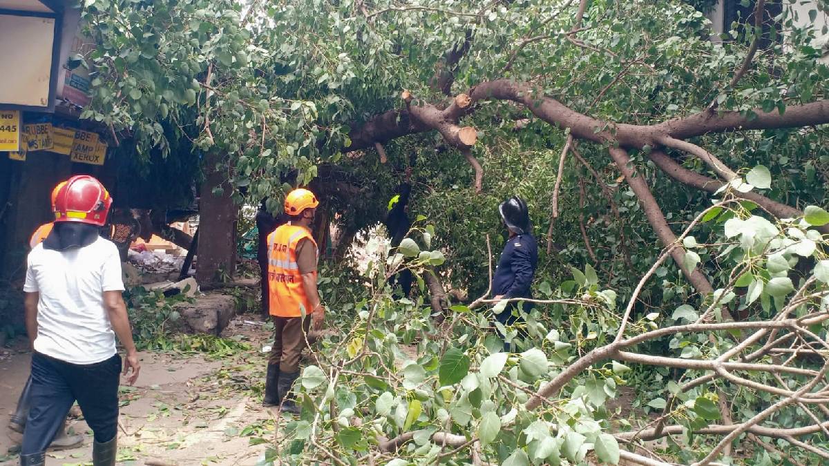 two injured as tree falls near marathi Book Museum in Thanes Jambhali Naka market