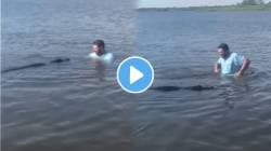 VIDEO: बापरे! नदीत पोहताना अचानक समोर आली मगर; पाहताच तरुणानं थेट मिठी मारली, पुढे जे झालं ते पाहून व्हाल थक्क