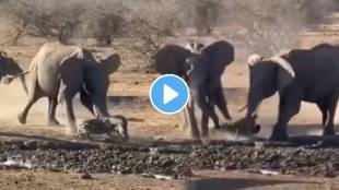 Elephant Crushed Innocent Zebra shocking Video Went Viral On Social Media
