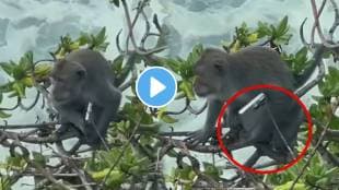 Monkey funny video monkey stole mans i phone pro video goes viral on social media