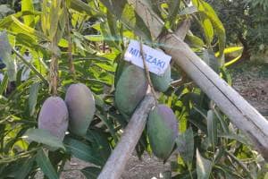 Pune farmer grows Japanese miyazaki mangoes in Varvand known globally for high value