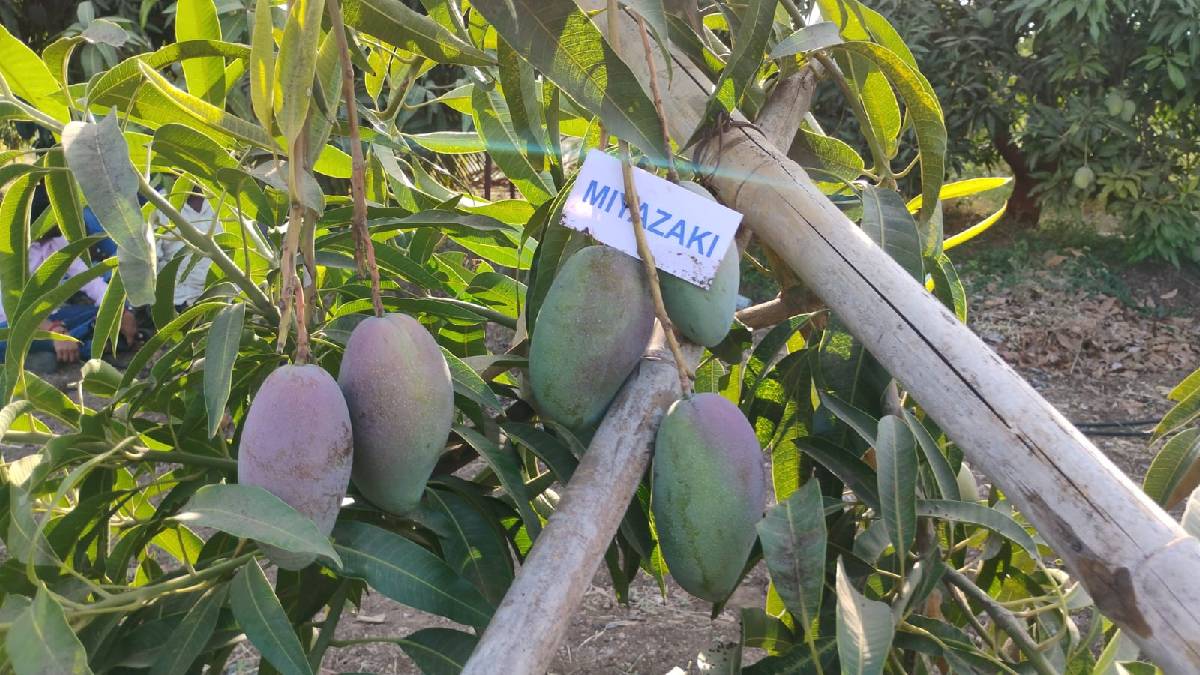 Pune farmer grows Japanese miyazaki mangoes in Varvand known globally for high value