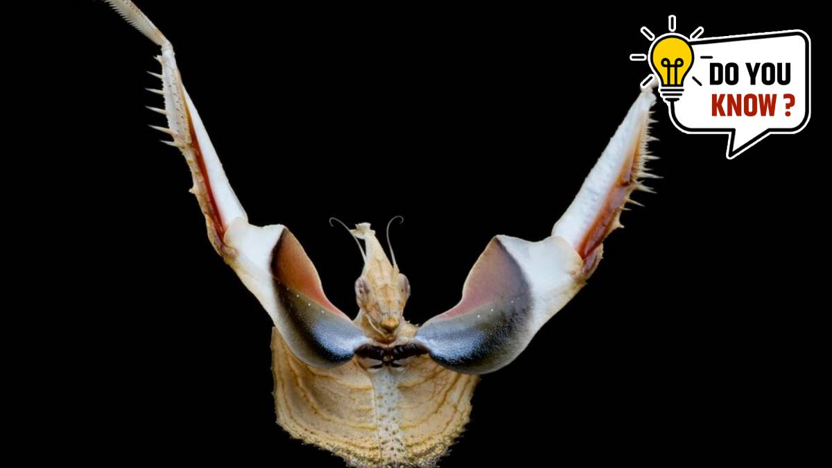 Longest Living Animals