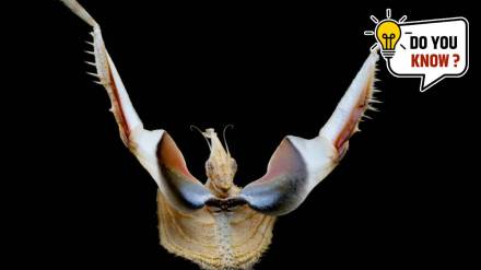 Longest Living Animals