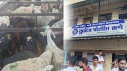 नालासोपारा येथे बकरी, मेंढ्यांची अवैध वाहतूक