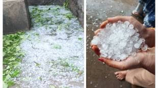 hailstorm Chandrapur news in marathi,