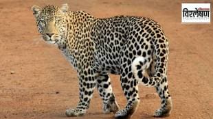 Leopard , habitat, Leopard numbers, loksatta news,