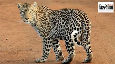 Leopard , habitat, Leopard numbers, loksatta news,