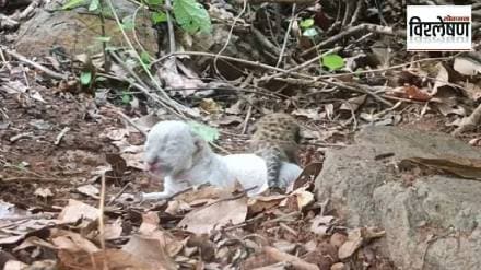 black leopards, white leopard, Maharashtra, melanistic,