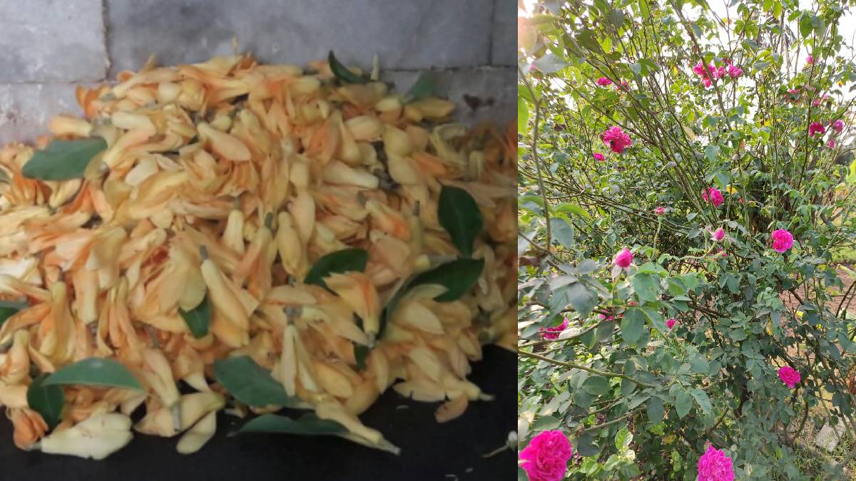 Flower production decreased Vasai