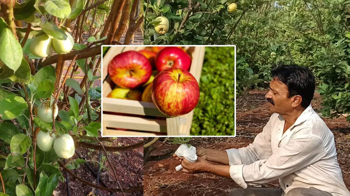 apple farming in Sahyadri news