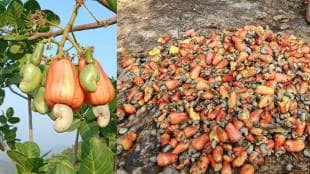 sawantwadi ethanol production news