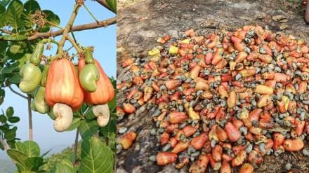 sawantwadi ethanol production news