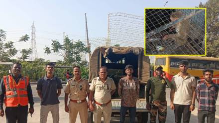 ambernath monkey caged