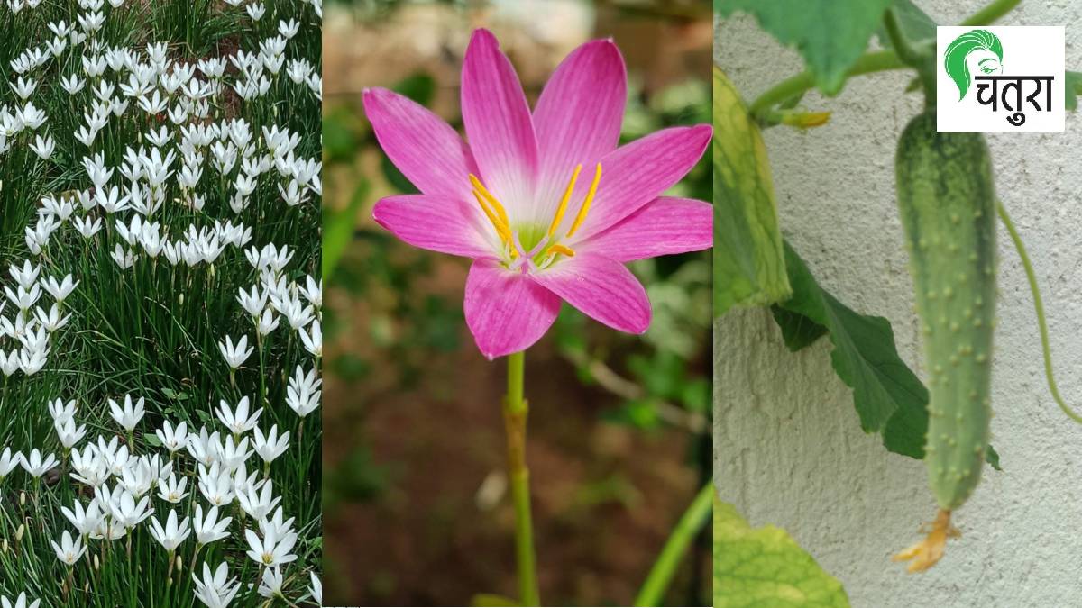 lily flowers loksatta article