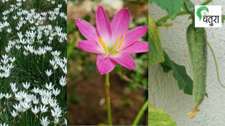 lily flowers loksatta article