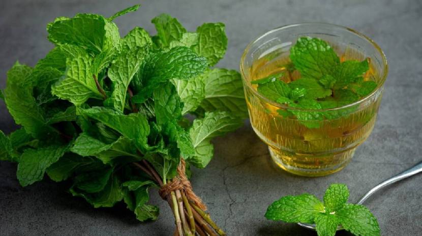 benefits of pudina juice
