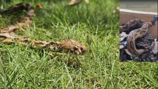 venomous snake trapped in melted asphalt rescued by animal Rahat released into natural habitat