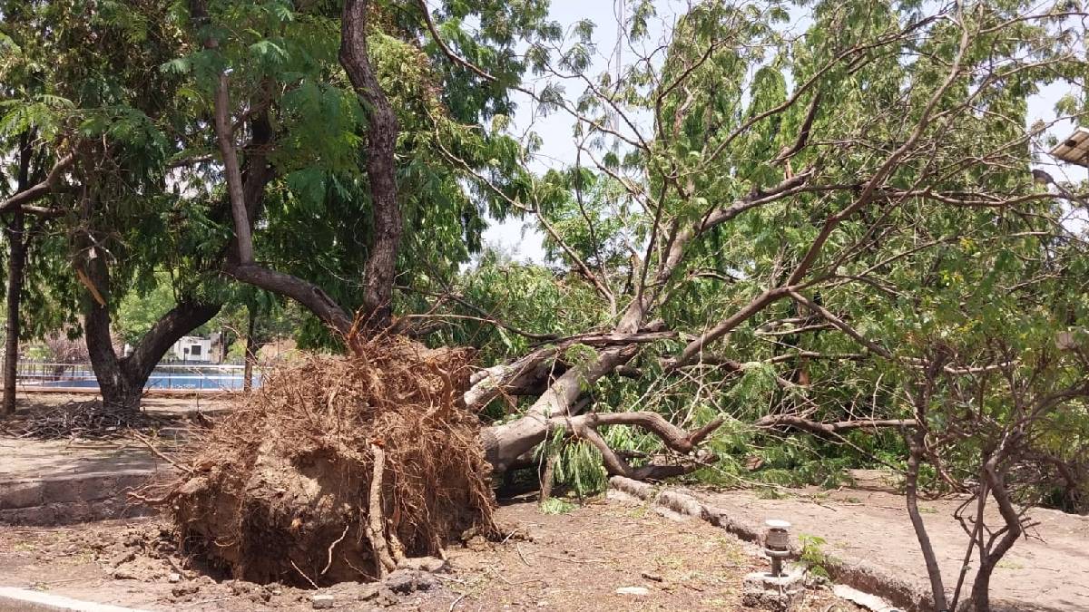 unseasonal rain and strong winds on monday tuesday uprooted large trees across the district