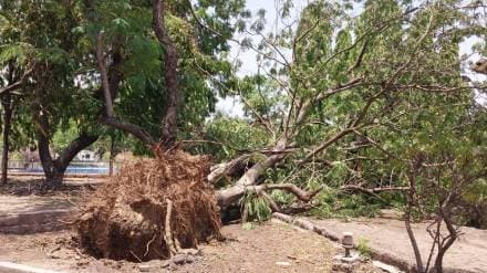 unseasonal rain and strong winds on monday tuesday uprooted large trees across the district