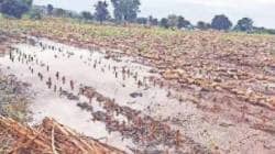 गारपीट, अवकाळीने २८ गावांतील पिके बाधित