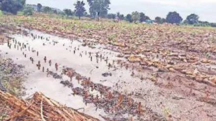 Minister Makarand Jadhav Patil ordered immediate Panchnama of crop damage from May pre monsoon rains