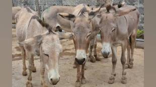sangli on donkey day animal relief society provided lifelong care for 350 donkeys at brick kilns