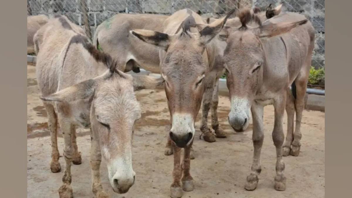 sangli on donkey day animal relief society provided lifelong care for 350 donkeys at brick kilns