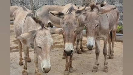 sangli on donkey day animal relief society provided lifelong care for 350 donkeys at brick kilns