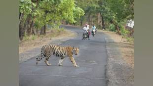 nagpur first time in Pench tiger reserve tiger suddenly appeared before two passing bike riders