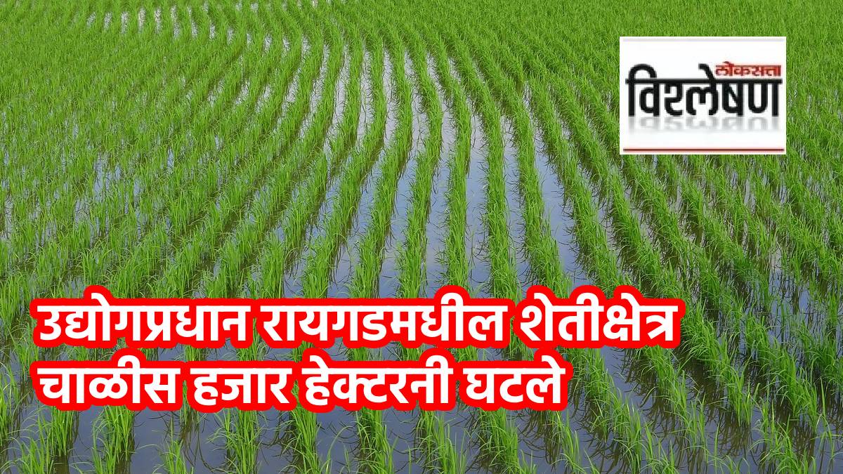 Agricultural in raigad declined news in marathi