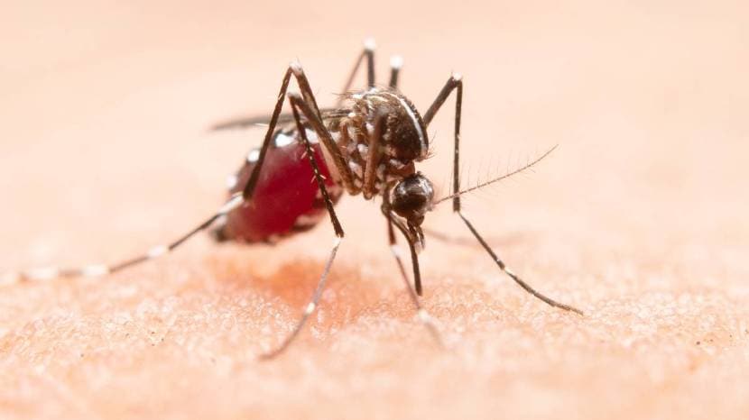  This simple remedy will be beneficial to protect yourself from dengue mosquitoes