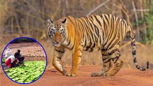 Chandrapur, tiger , Tendu leaf , tiger attack ,