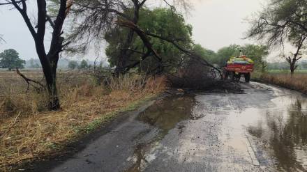 Yavatmal , rain , Woman died, lightning, crops ,