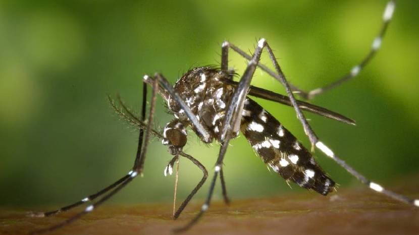  This simple remedy will be beneficial to protect yourself from dengue mosquitoes
