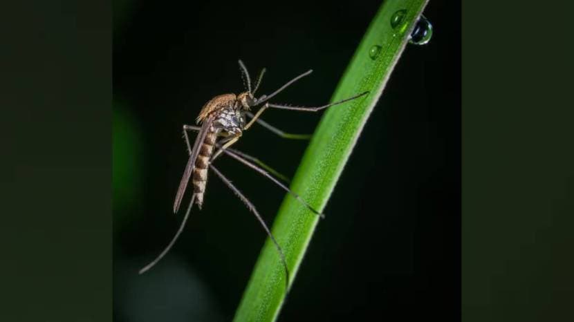  This simple remedy will be beneficial to protect yourself from dengue mosquitoes