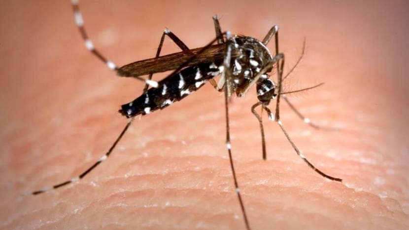  This simple remedy will be beneficial to protect yourself from dengue mosquitoes