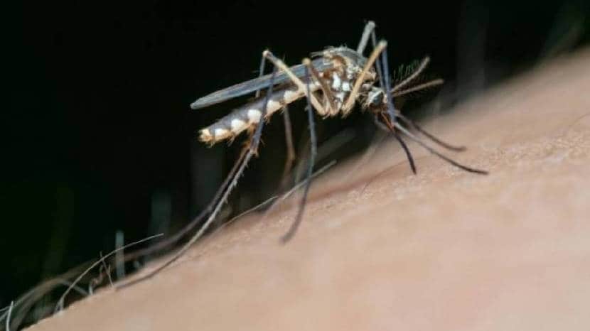  This simple remedy will be beneficial to protect yourself from dengue mosquitoes