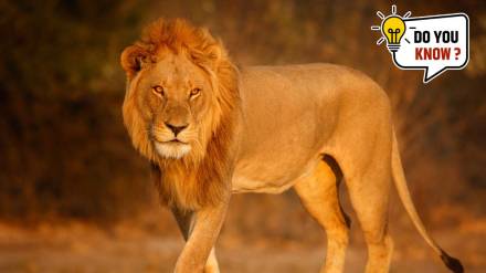 laziest animals in the world