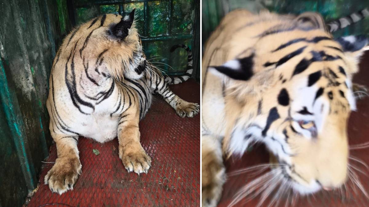 Chandrapur Tiger Attack News in Marathi