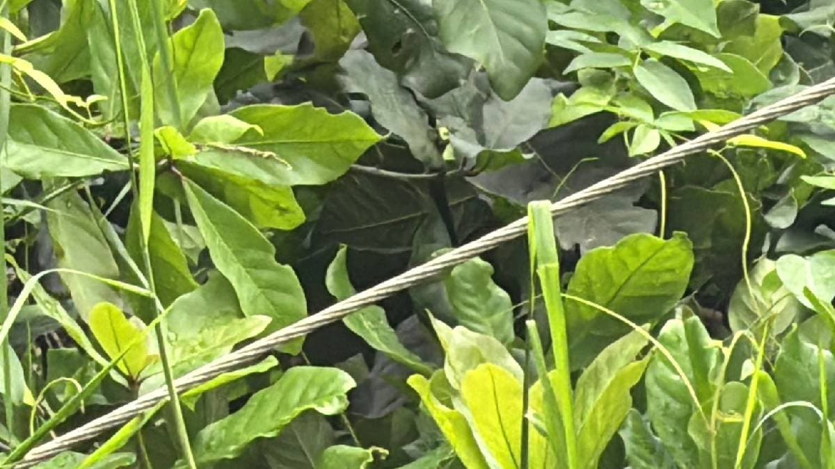 vasai electrocution death