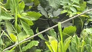 vasai electrocution death