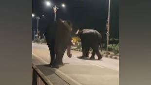 tusker elephants , elephants Gadchiroli ,