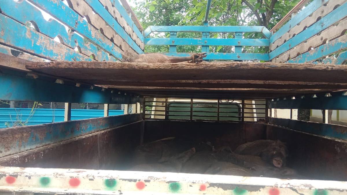 thane shahapur forest officials arrested three people on Sunday for smuggling wild boars